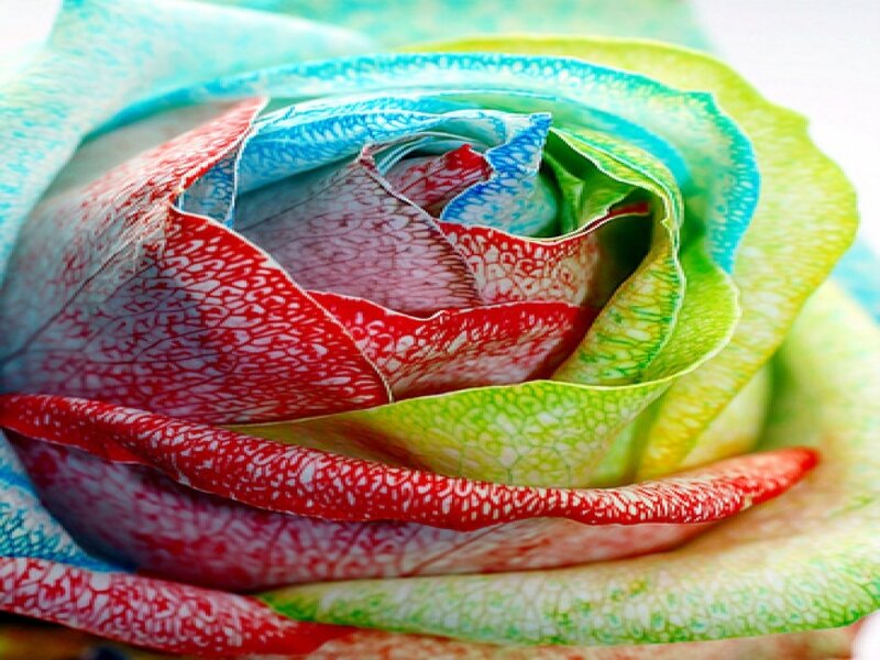Colorful Rose Flower — Red, Vibrant, Photograph