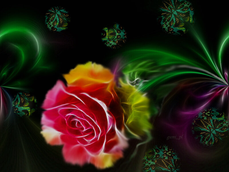 Colorful Rose Flower — Red, Vibrant