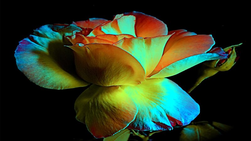 Colorful Rose Flower — Yellow, Dramatic, Night