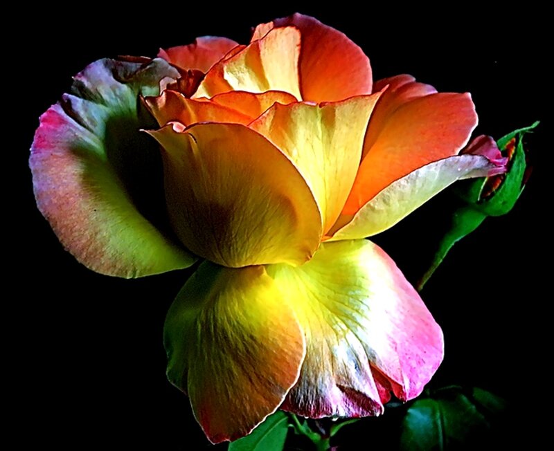 Colorful Rose Flower — Yellow, Dramatic