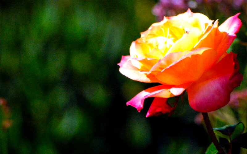 Colorful Rose Flower — Yellow