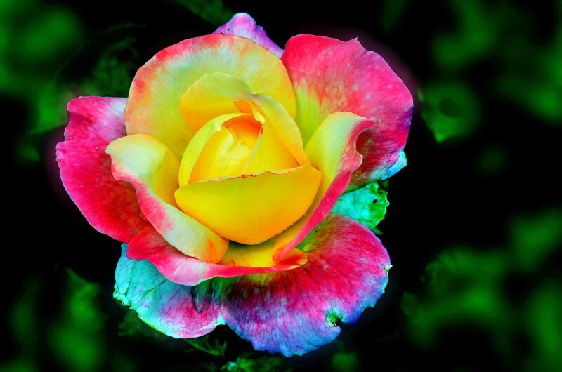 Colorful Rose Flower — Yellow, Vibrant