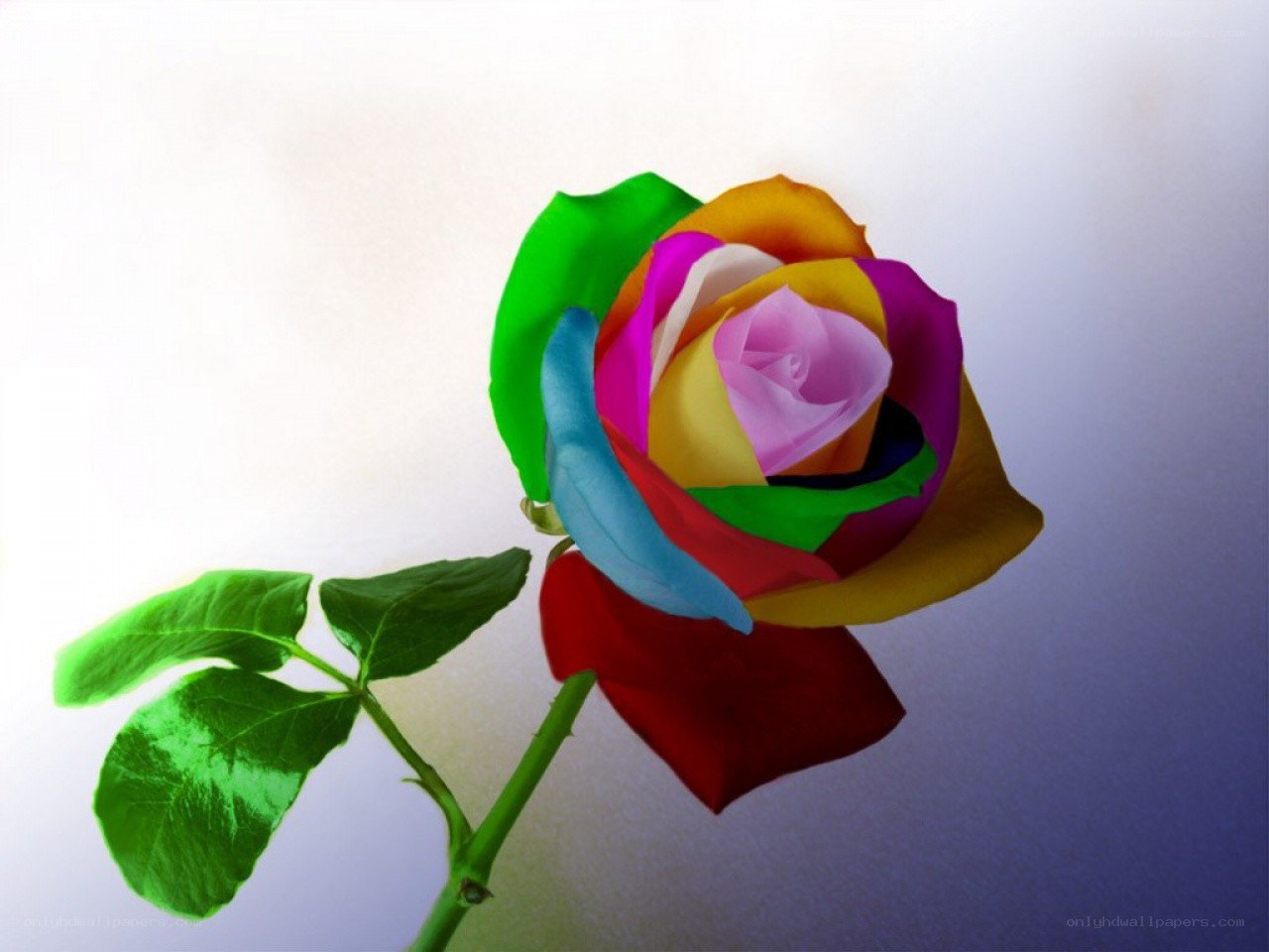 colorful rose flower