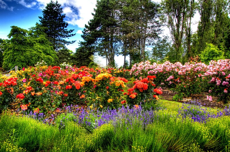 Colorful Rose Garden — Green, Serene