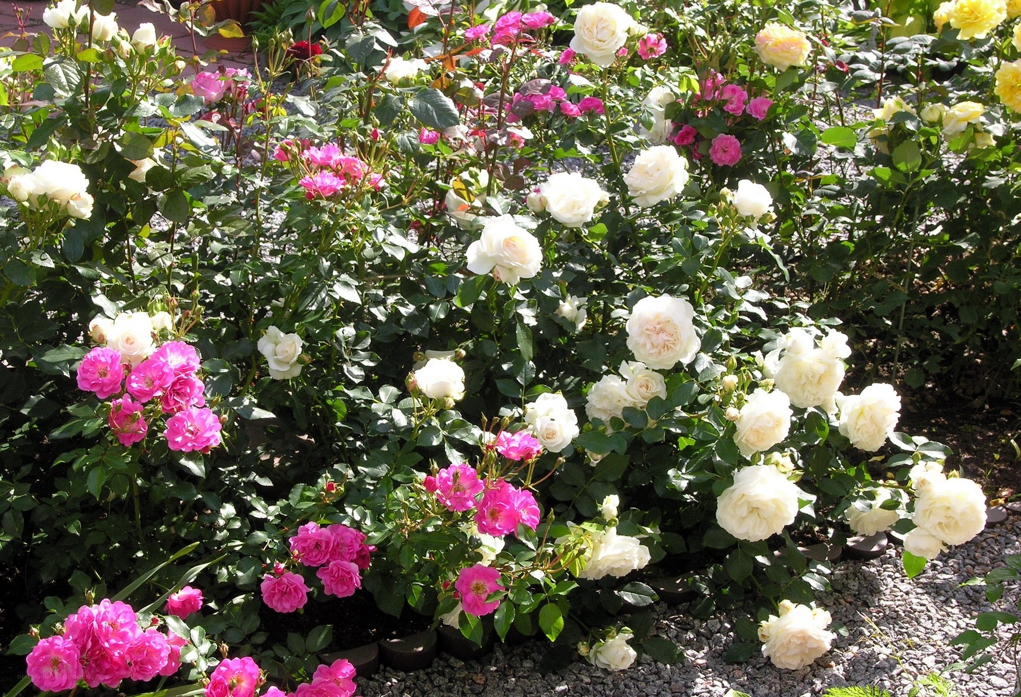 Colorful rose garden in bloom