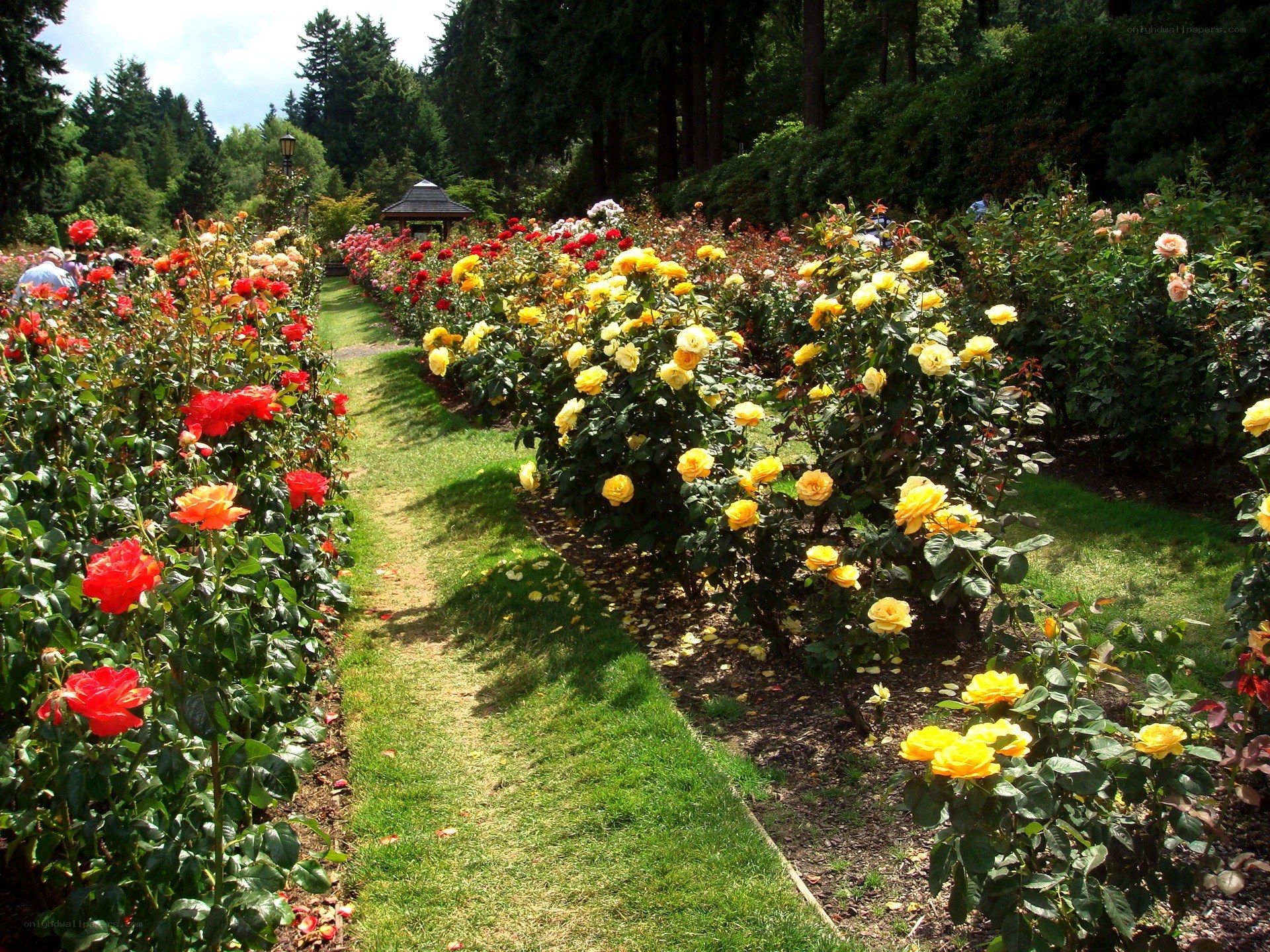 Colorful rose garden path