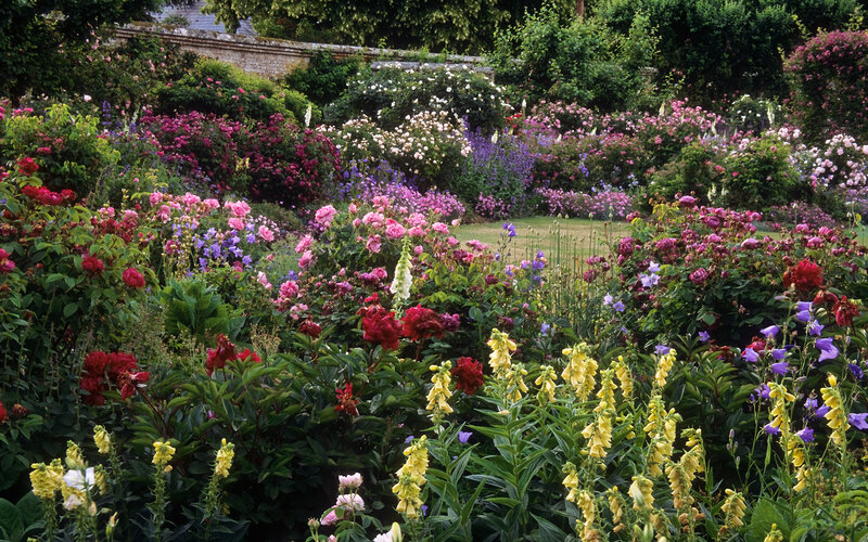 Colorful Rose Garden — Pink, Serene