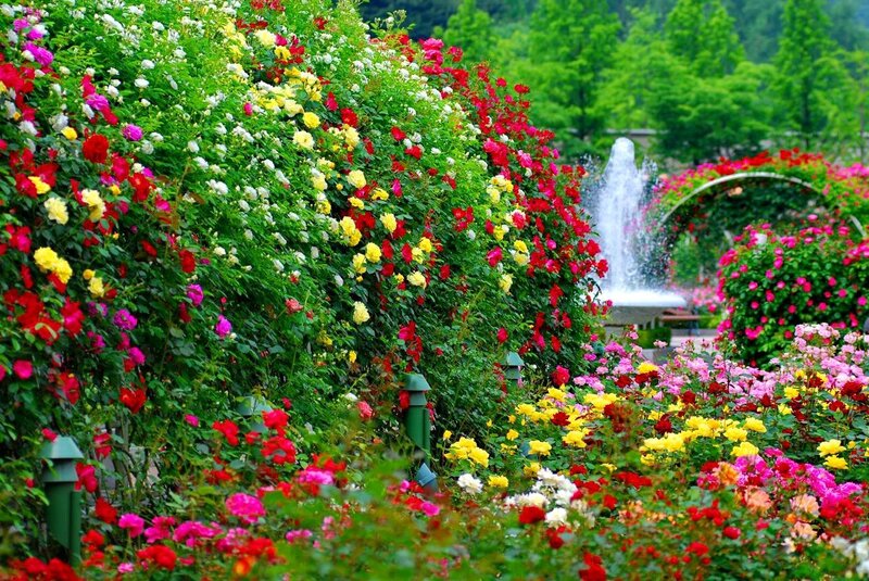 Colorful Rose Garden — Red, Serene