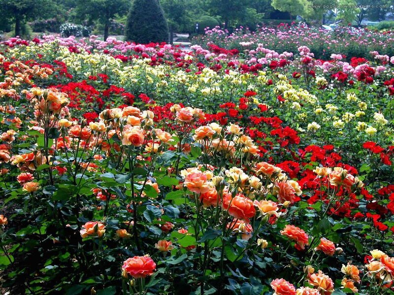 Colorful Rose Garden — Red