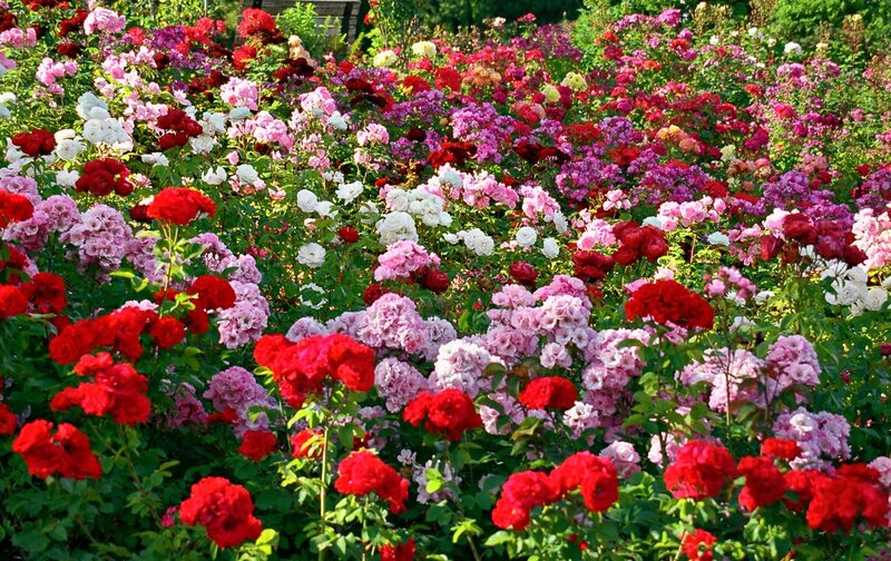 Colorful Rose Garden — Red, Vibrant, Afternoon