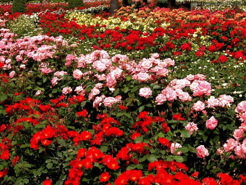Colorful Rose Garden — Red, Vibrant