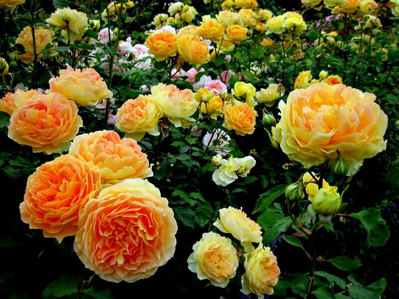 Colorful rose garden