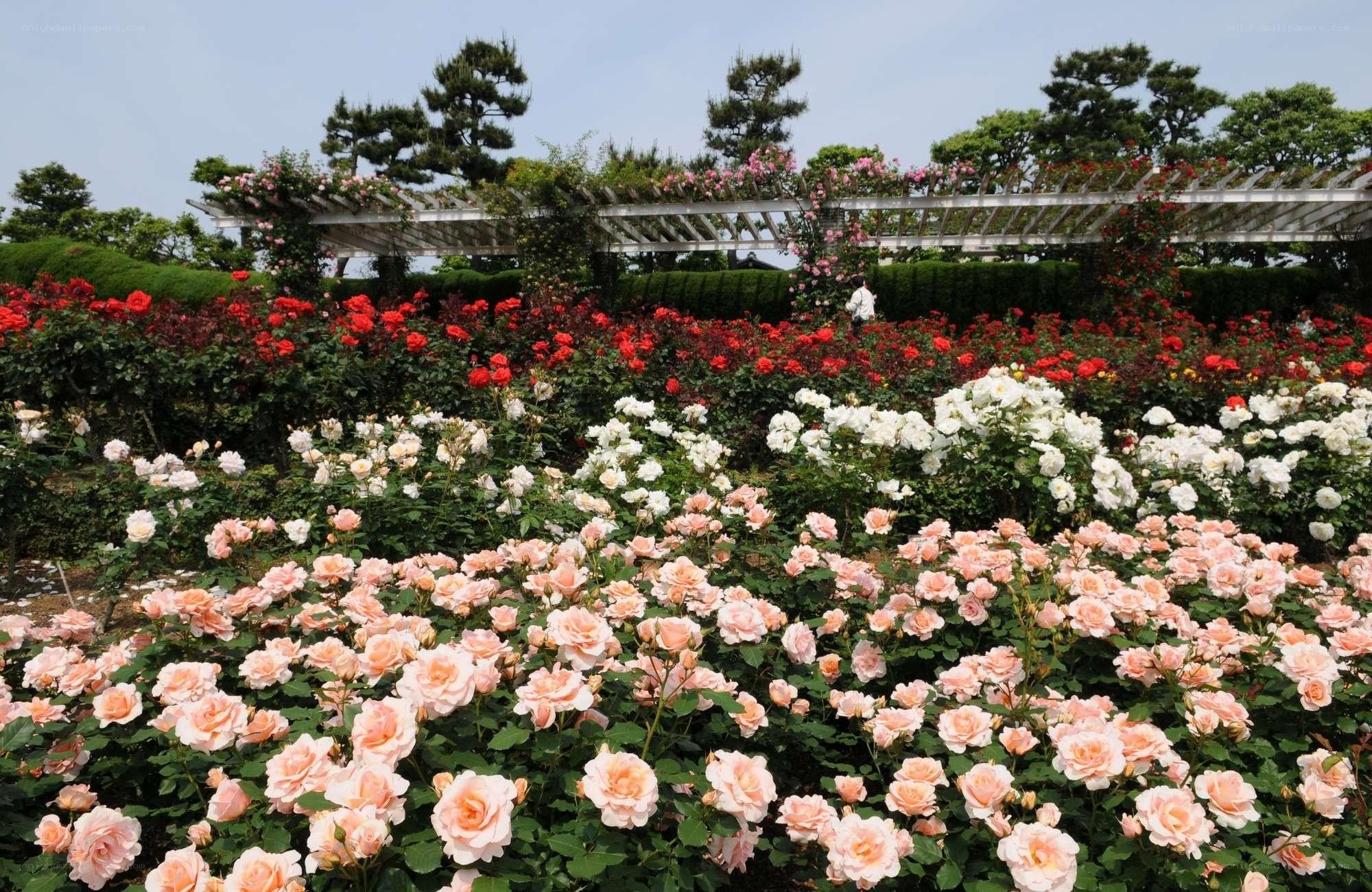 Colorful rose garden with arbor