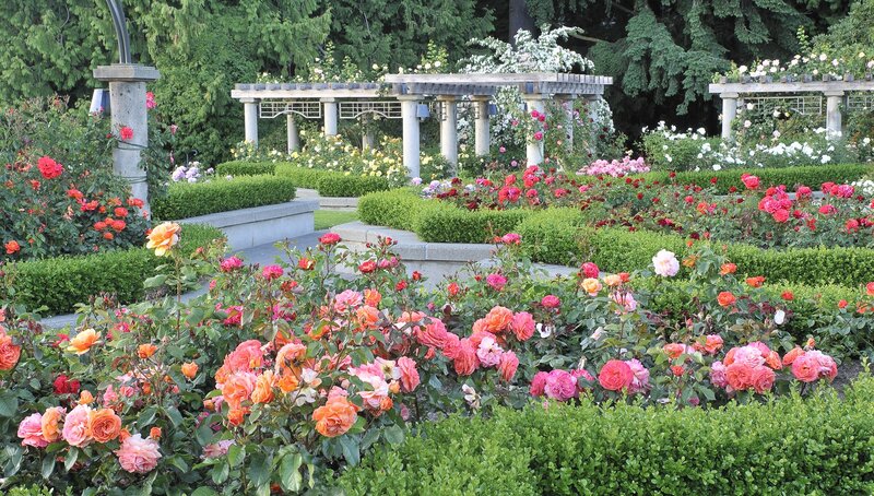 Colorful rose garden with pergola