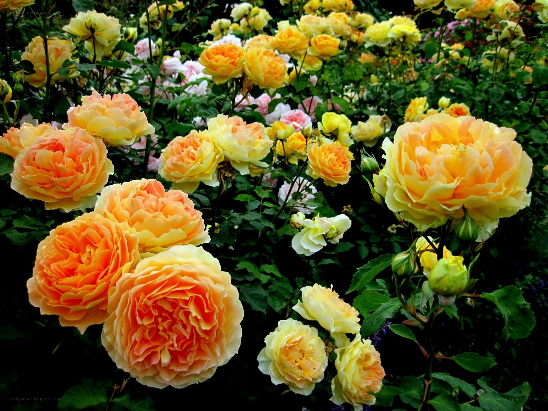 Colorful rose garden