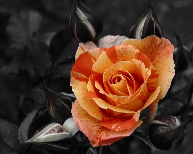 Colorful rose in black and white