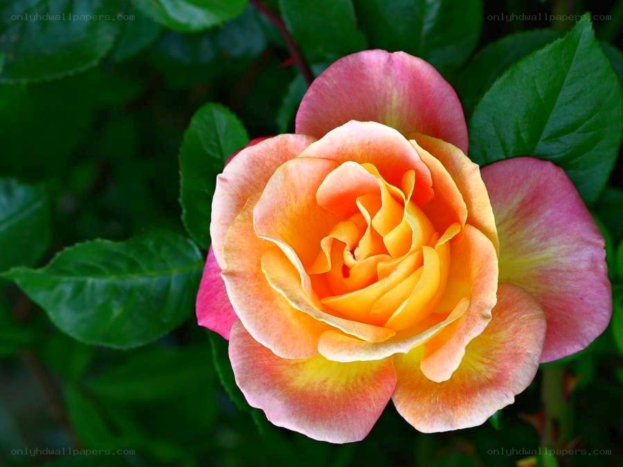 colorful rose in bloom