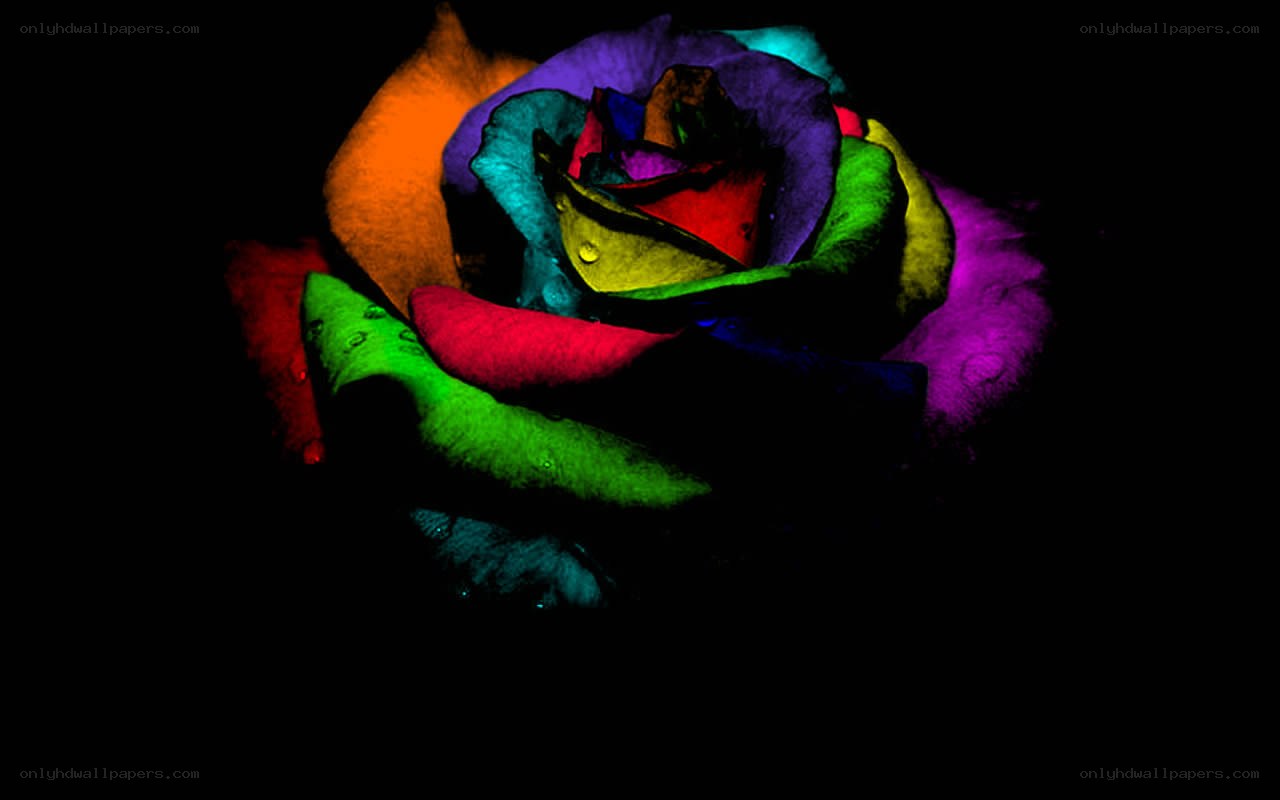 colorful rose in darkness