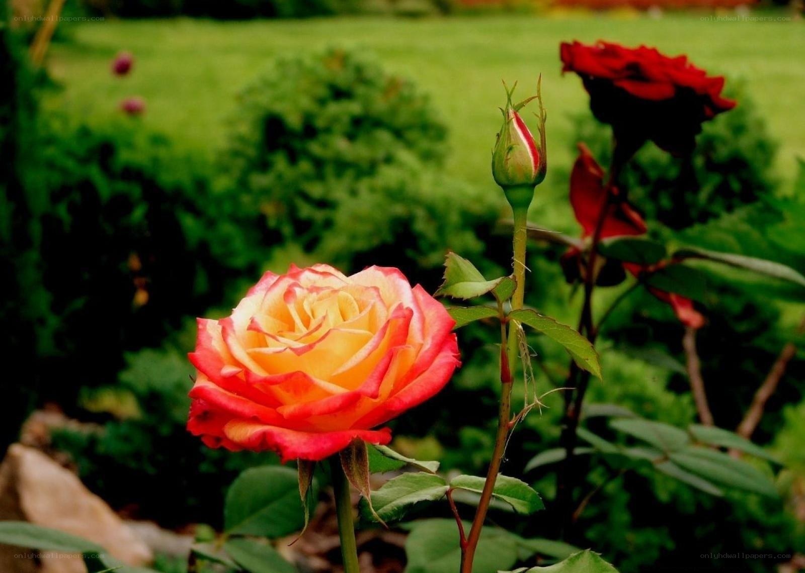 Colorful rose in garden