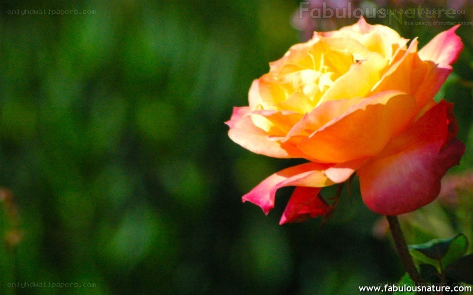 Colorful rose in sunlight