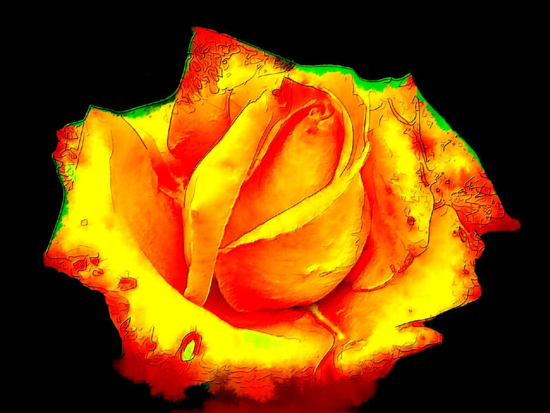 Colorful rose in thermal style