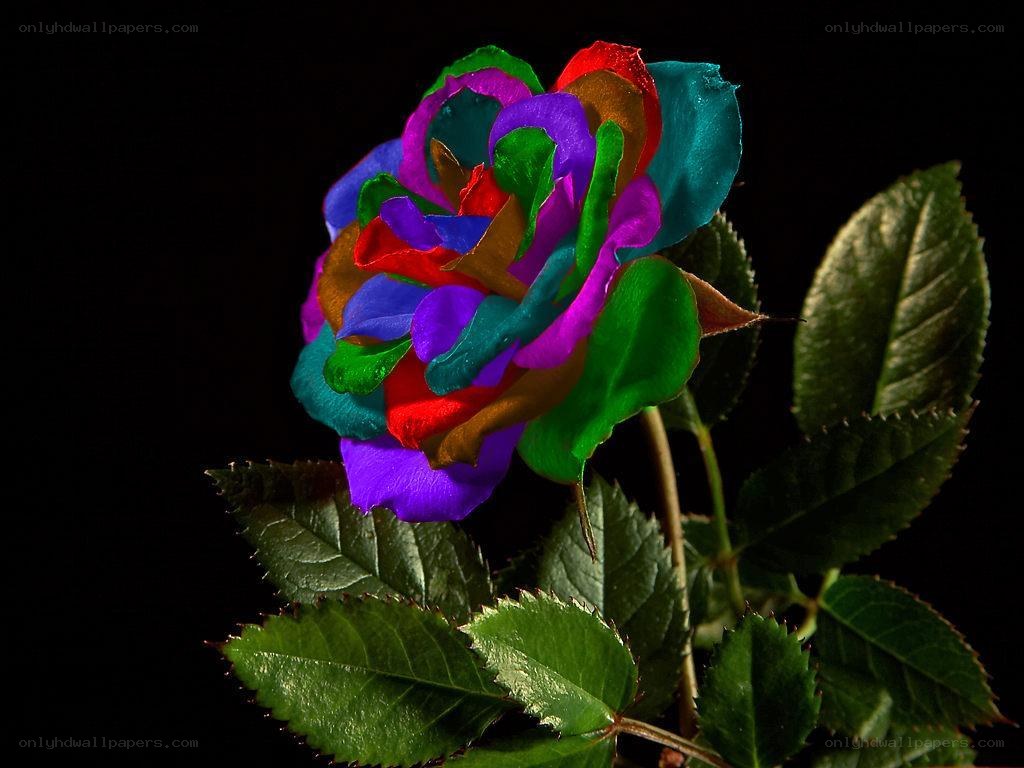 Colorful rose on black background