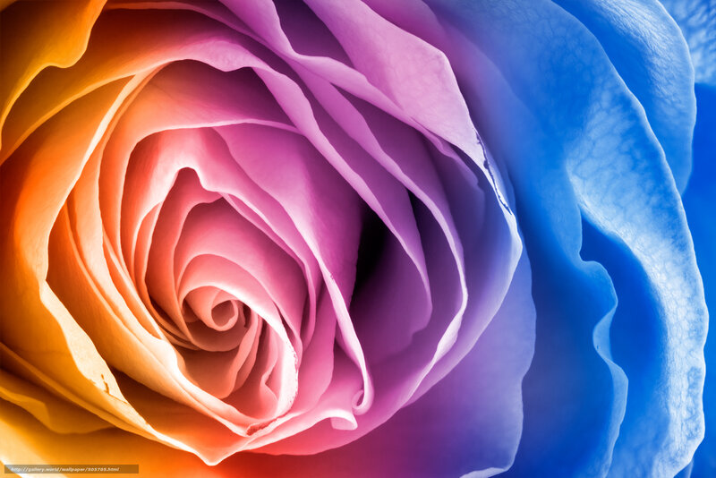 Colorful rose petal close-up