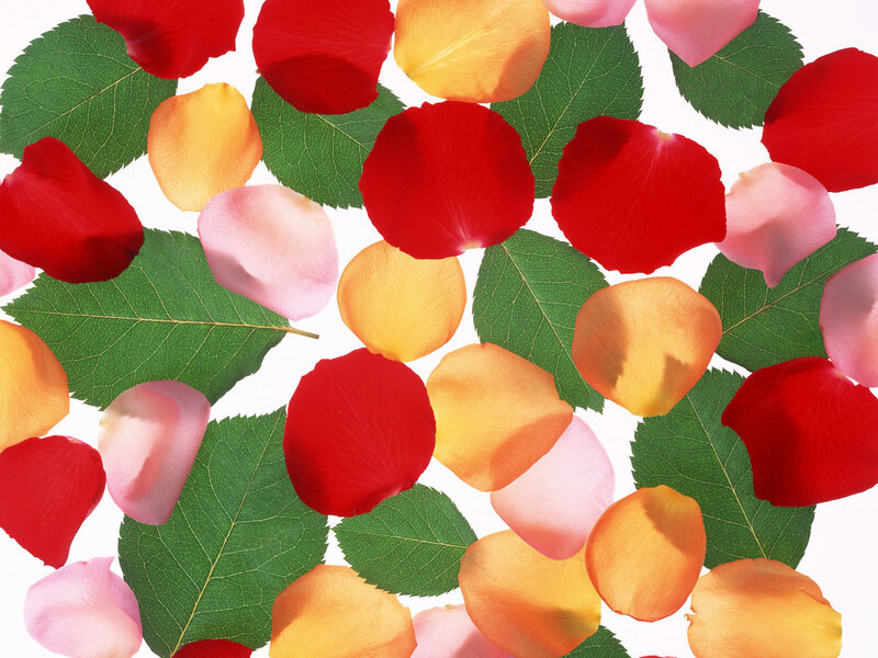 colorful rose petals and leaves
