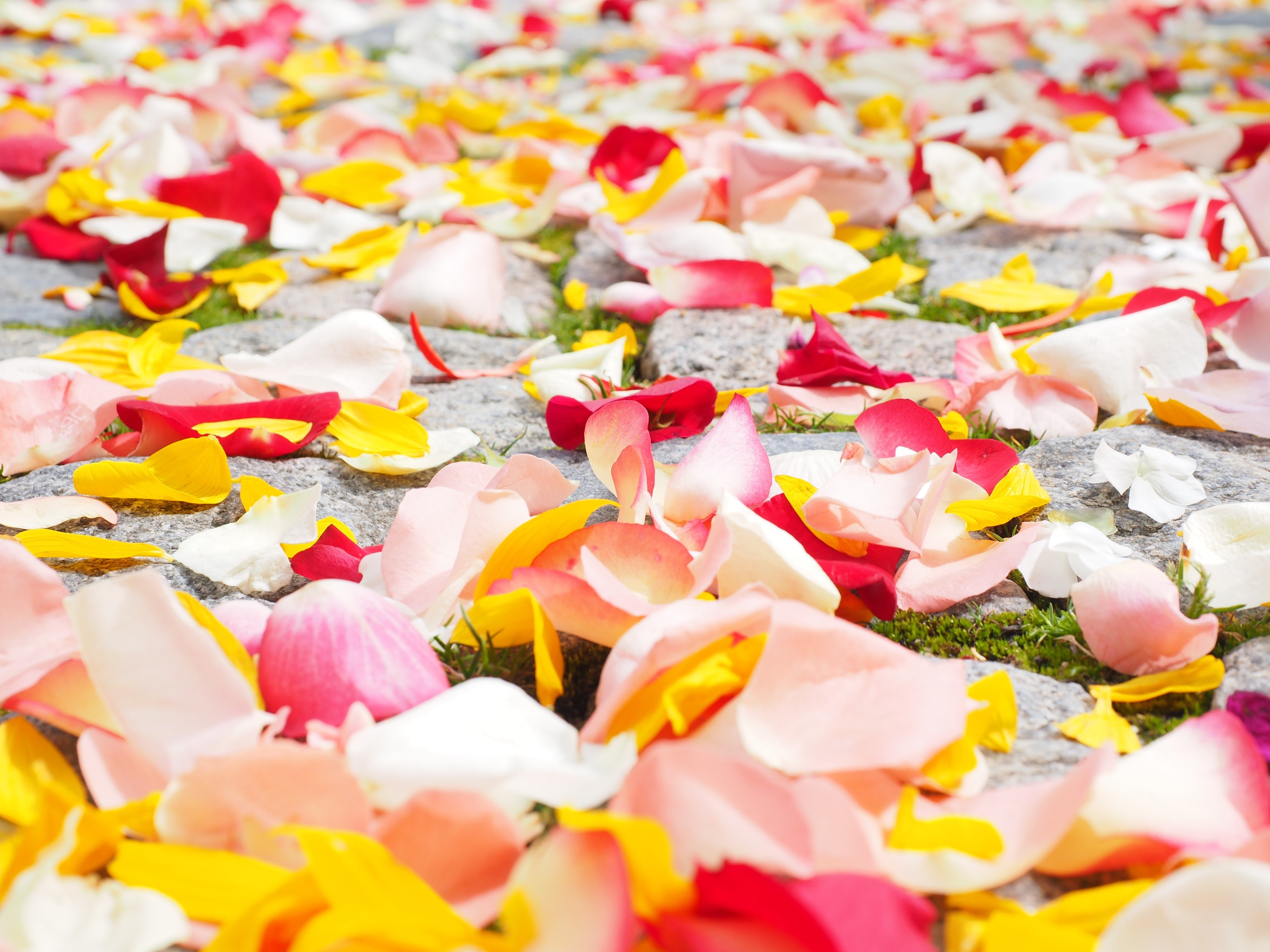 Colorful rose petals on stone