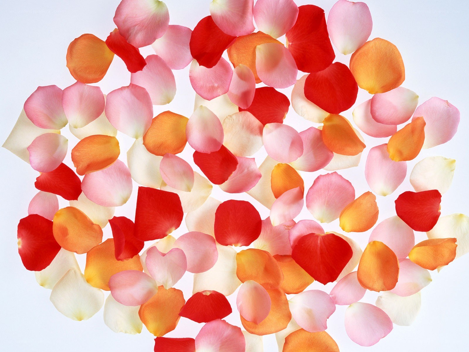 colorful rose petals