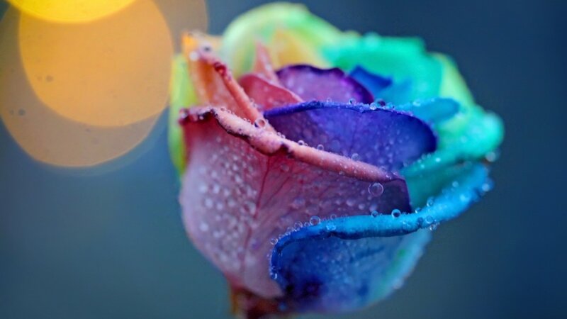Colorful rose with water droplets