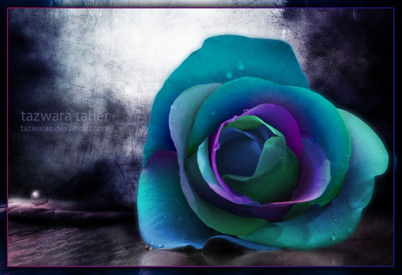 Colorful Rose with Water Droplets — Blue