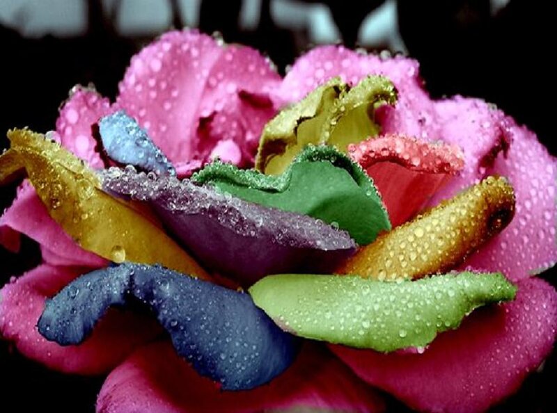 Colorful Rose with Water Droplets — Pink, Dramatic