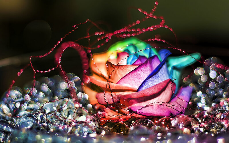 Colorful Rose with Water Droplets — Pink