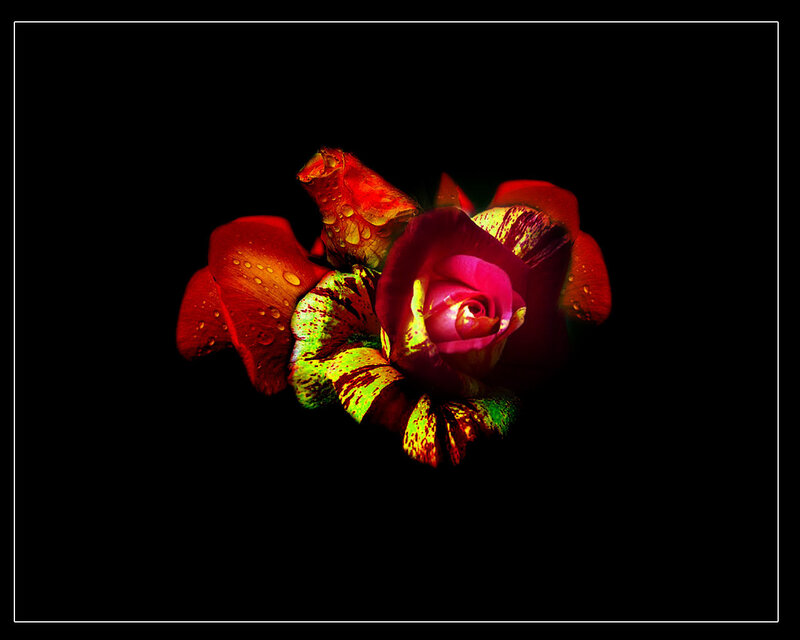Colorful Rose with Water Droplets — Red