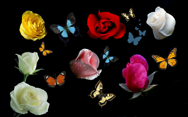 Colorful Roses and Butterflies — Red