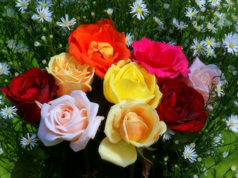 Colorful Roses and Daisies