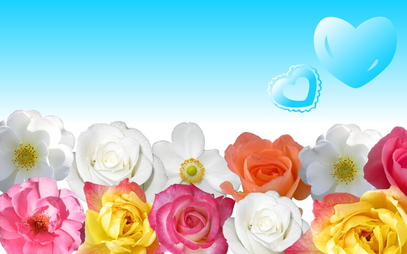 Colorful Roses and Flowers — Blue