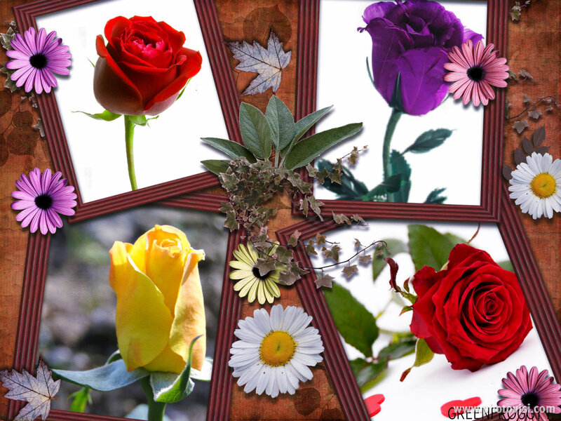Colorful Roses and Flowers — Red