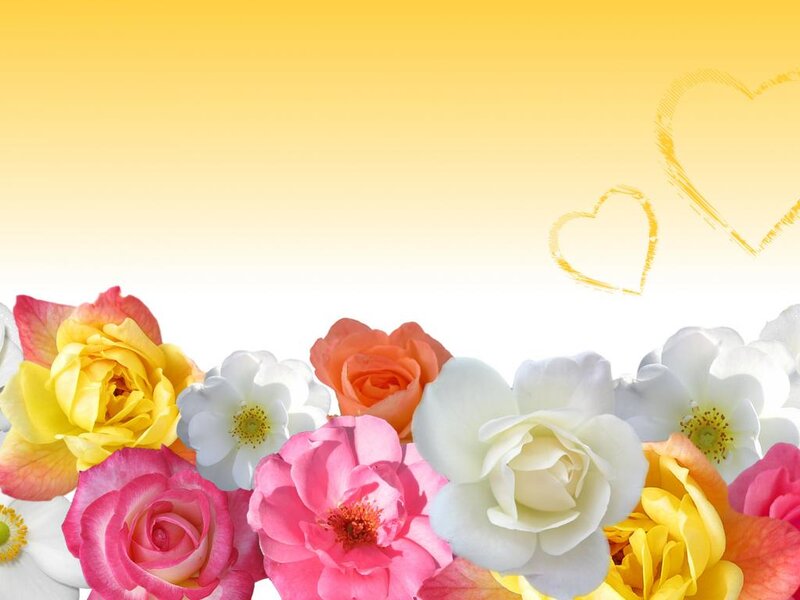 Colorful Roses and Flowers