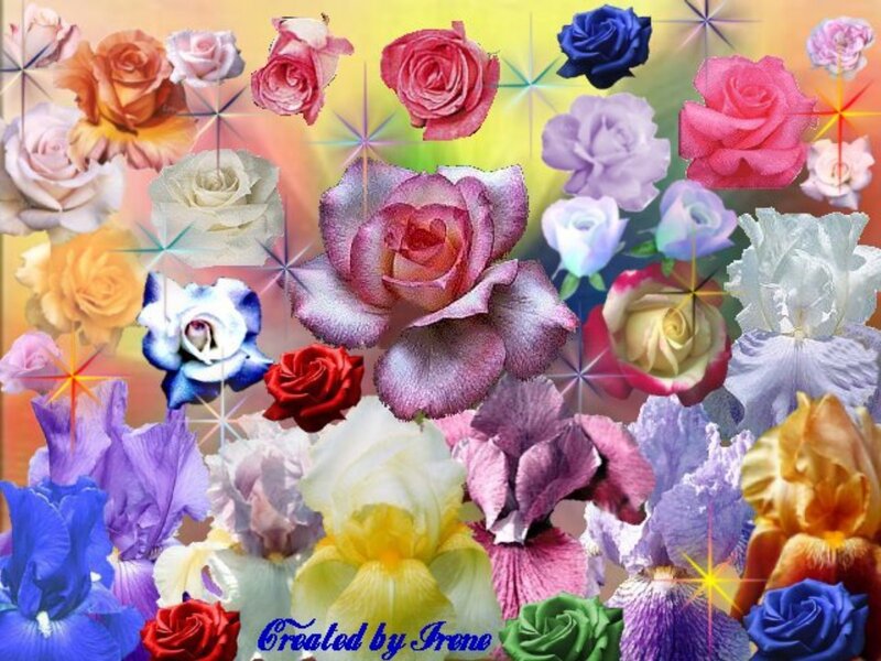 Colorful Roses and Irises