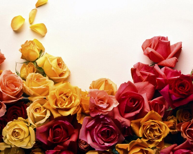 Colorful Roses and Petals
