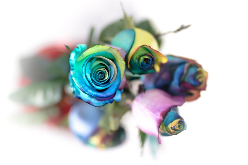 Colorful Roses — Blue
