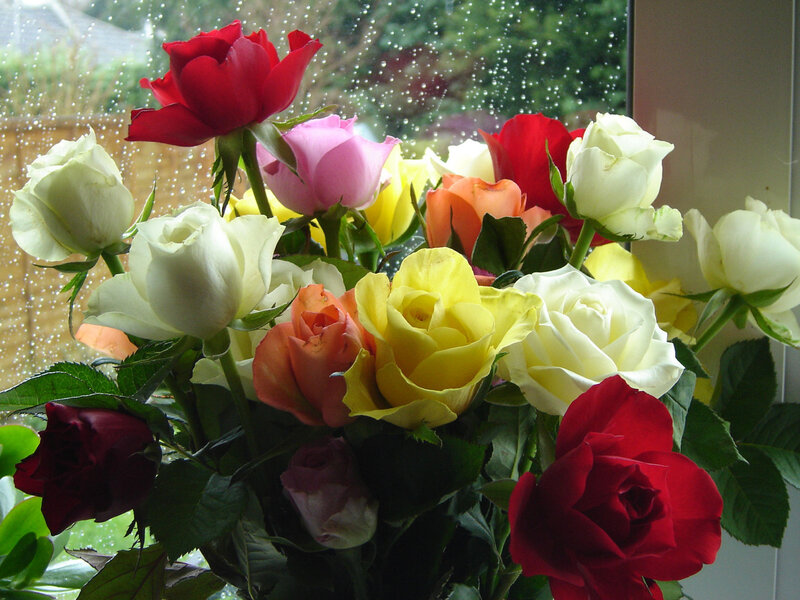 Colorful roses by a rainy window