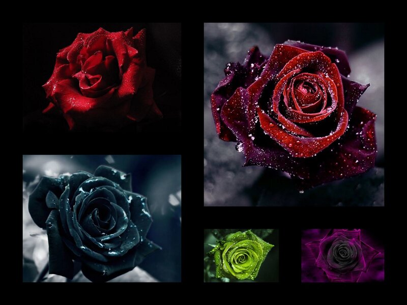 Colorful roses collage