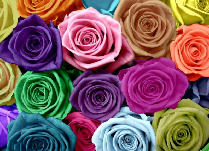 Colorful roses in a bouquet