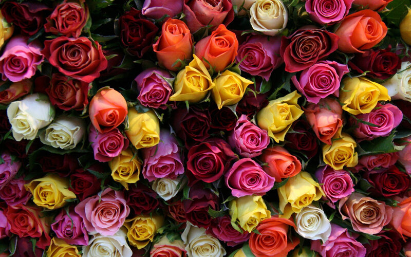 Colorful Roses in a Bouquet — Red