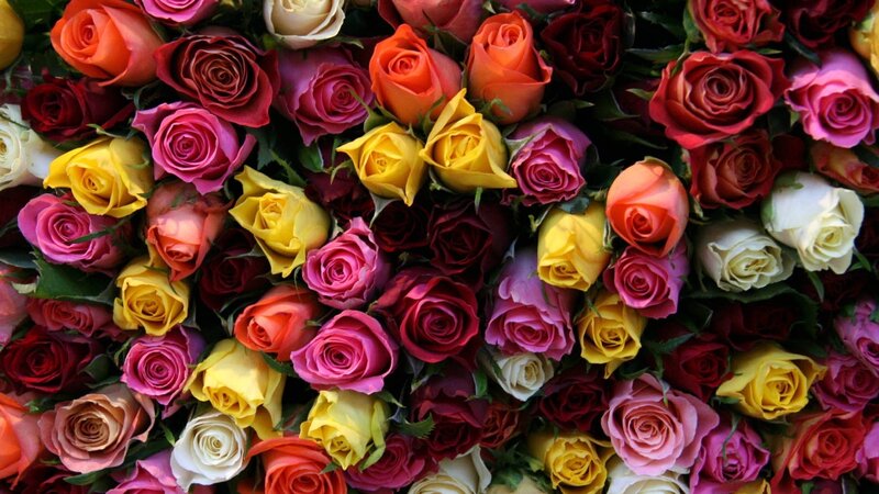 Colorful Roses in a Bouquet — Red, Vibrant