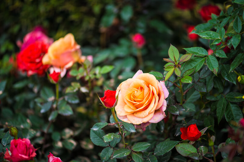 Colorful roses in a garden