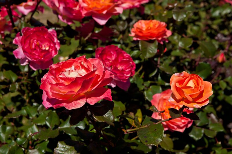 Colorful roses in a garden